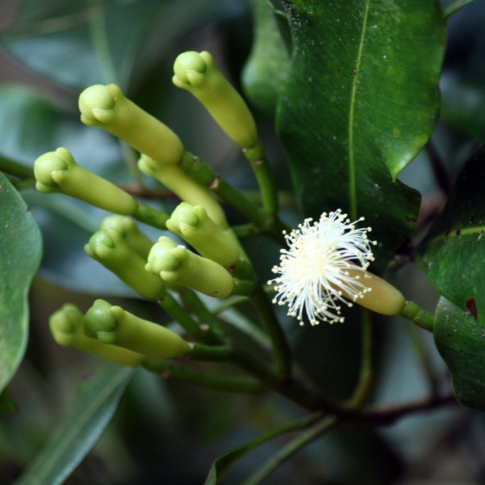 Alteya Clove klinčekový olej 100% Bio 5 ml 