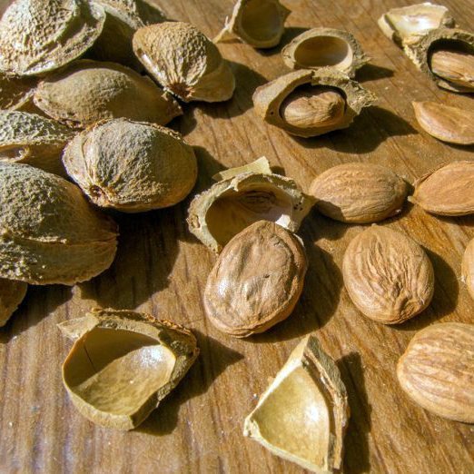 Olej z marhuľových jadier 100% Alteya Organics 100 ml