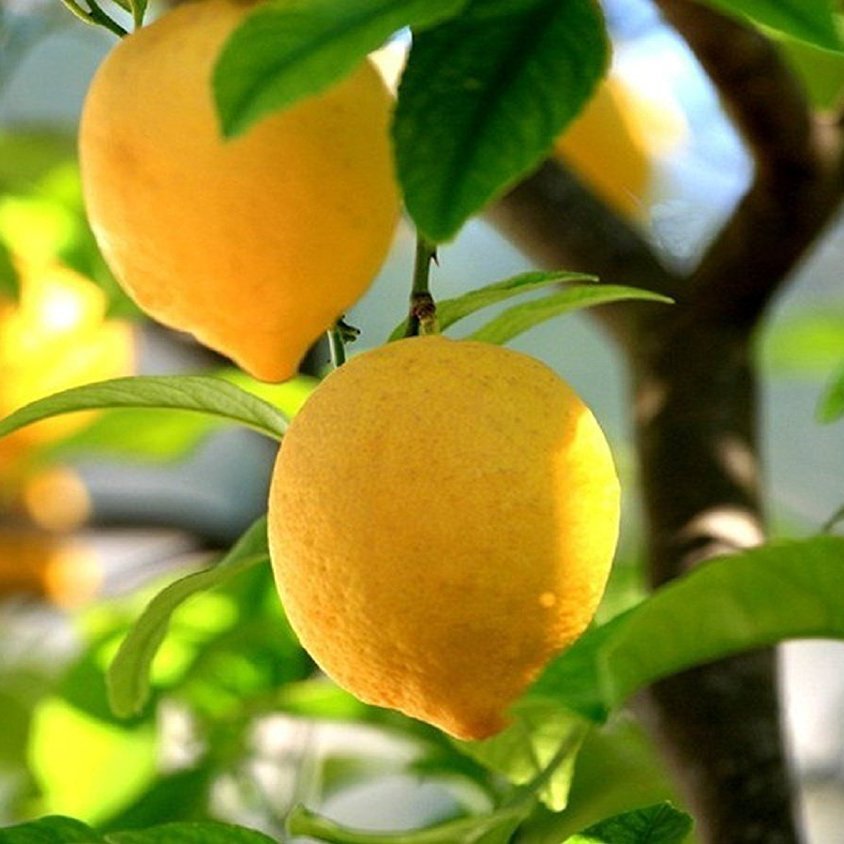 Alteya Lemon citrónový olej 100% Bio 5 ml