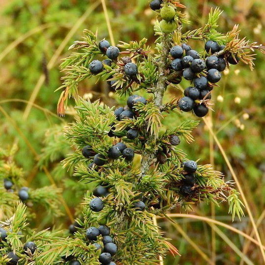 Alteya Juniper Berry borievkový olej 100% Bio 10 ml 