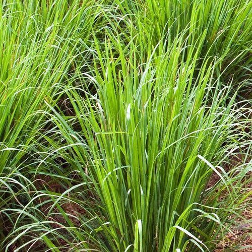 Alteya Lemongrass citrónová tráva 100% Bio 10 ml