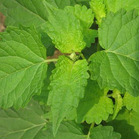 Alteya Patchouli pačuli olej 100% Bio 10 ml