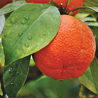 Alteya Sweet orange sladký pomaranč 100% Bio 10 ml