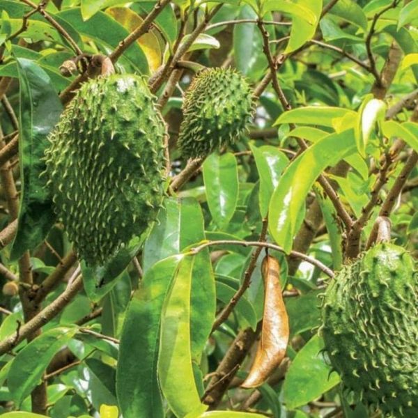 EkoMedica Graviola 100% šťava 500ml