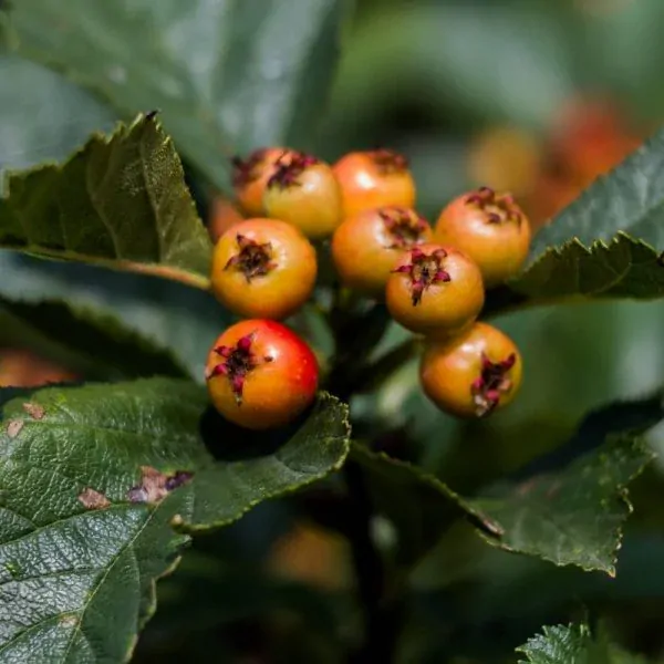 EkoMedica Hloh 100% šťava 500ml