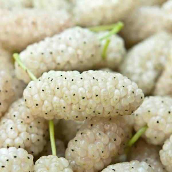 EkoMedica Moruša biela šťava 500ml