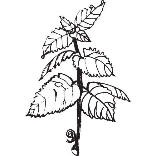 Mäta špicatá olej 100% Alteya Organics 10 ml