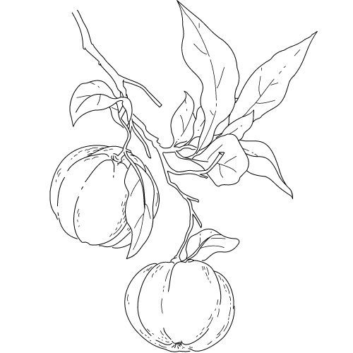 Neroli olej 100% Alteya Organics 5 ml