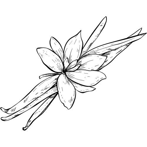 Vanilkový olej 100% Alteya Organics 5 ml