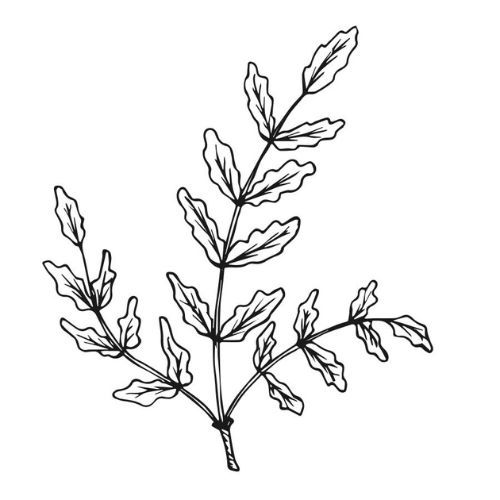 Alteya Frankincense kadidlový olej (Boswellia Carterii) 100% Bio 10 ml