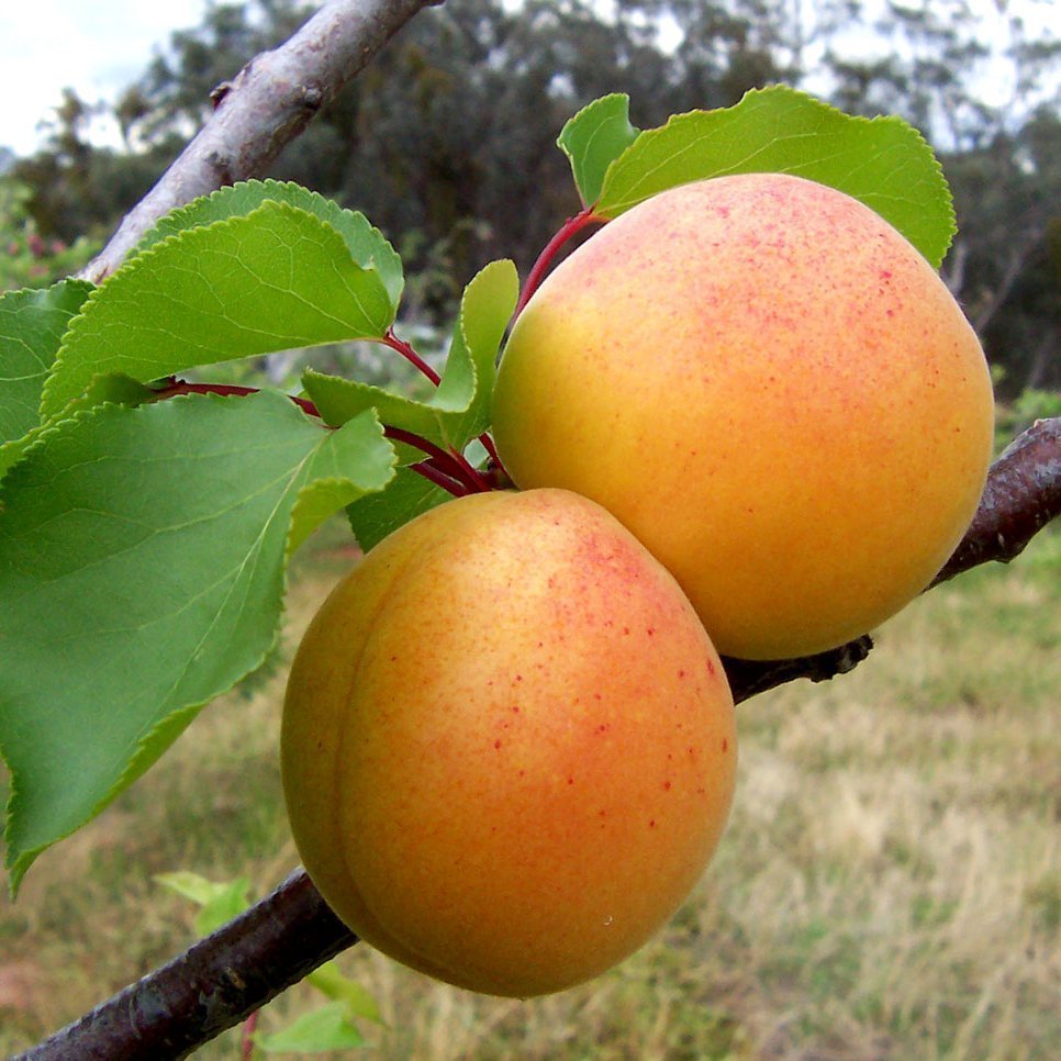 Olej z marhuľových jadier 100% Alteya Organics 100 ml