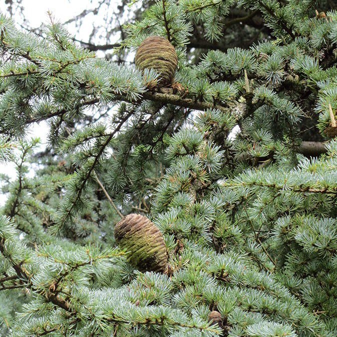 Alteya Cedarwood cédrový olej 100% Bio 10 ml 