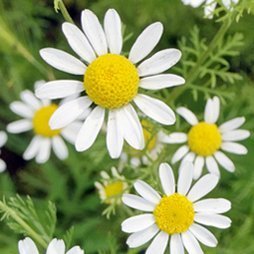 Alteya German Chamomile nemecký harmančekový olej 100% Bio 5 ml 