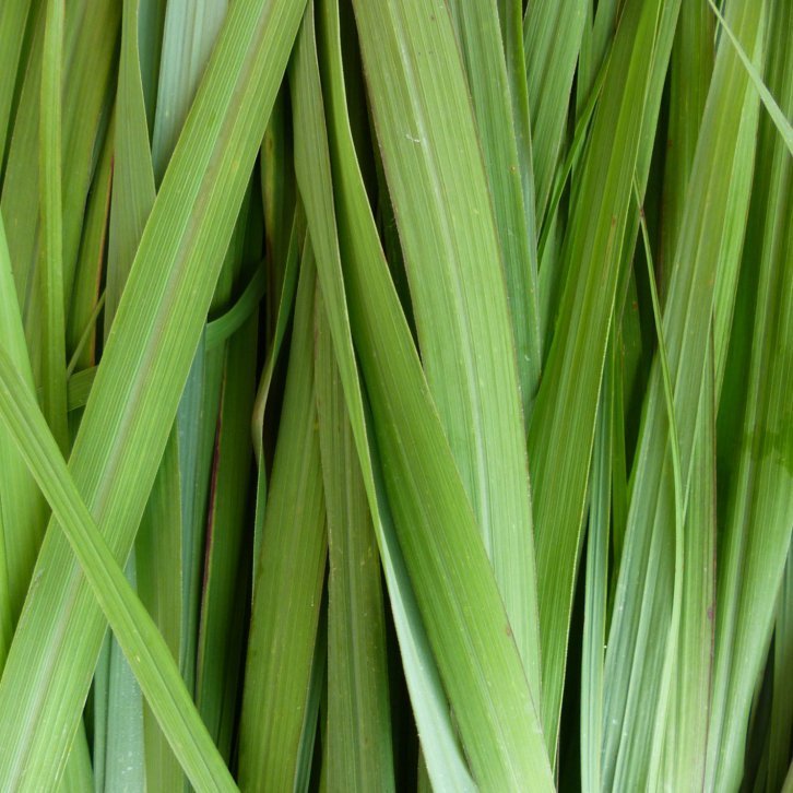 Alteya Lemongrass citrónová tráva 100% Bio 10 ml