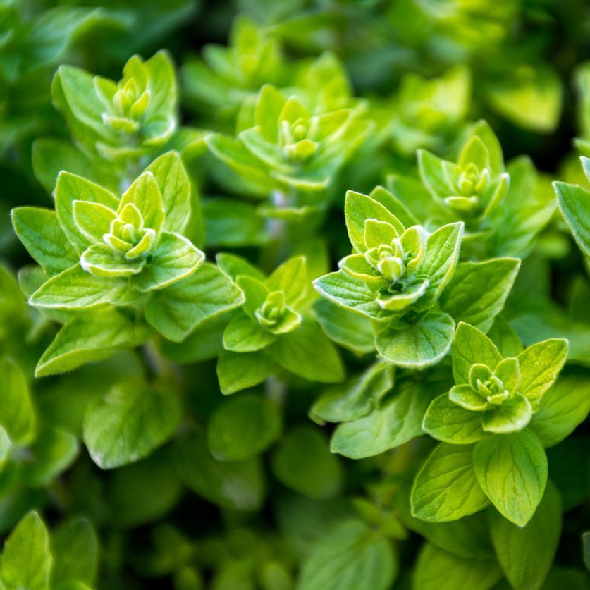 Alteya Oregano oregánový olej 100% Bio 10 ml